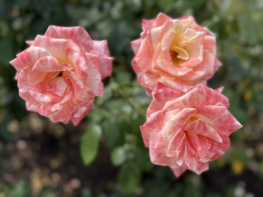 International Rose Test Garden by null International Rose Test Garden by null