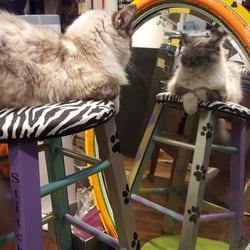 Stitchin' Post Gifts - Come see Sasha Kitty!