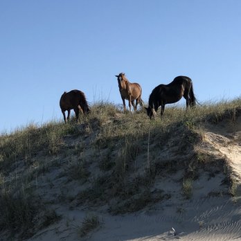 Corolla Wild Horse Tours - A Herom at the beach - Tours Near Me - Corolla, North Carolina