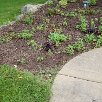 Tomasello's Landscaping - Dead or weeds - Landscaping Near Me - Cary, Illinois Tomasello's Landscaping - Dead or weeds - Landscaping Near Me - Cary, Illinois