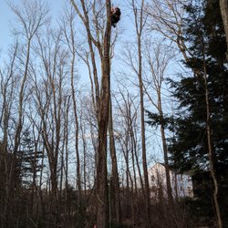 Gibbons Tree