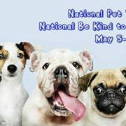 mobile dog grooming somerset west