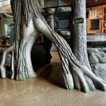 Great Council State Park - Kid friendly passage under the fish tanks - Cultural Center Near Me - Xenia, Ohio