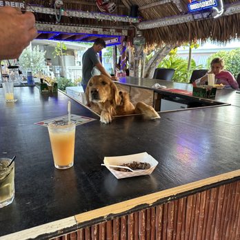 La Isla Taco Grill - Midas the bar tender. - Tacos Near Me - Marathon, Florida La Isla Taco Grill - Midas the bar tender. - Tacos Near Me - Marathon, Florida