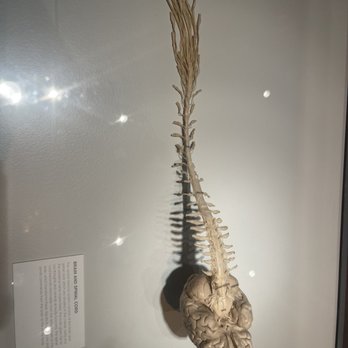Real Bodies - Museums Near Me - Las Vegas, Nevada Real Bodies - Museums Near Me - Las Vegas, Nevada