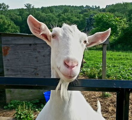 Eckerton Hill Farm by null