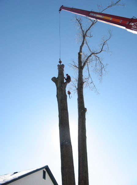 Greg's Tree Service - tree service in Bowmansville, NY