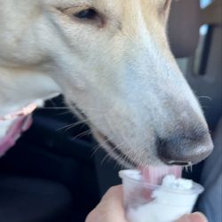 Starbucks - Miss Skye enjoying a Pup Cup made just for her!