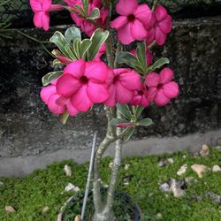 Jardines Eneida