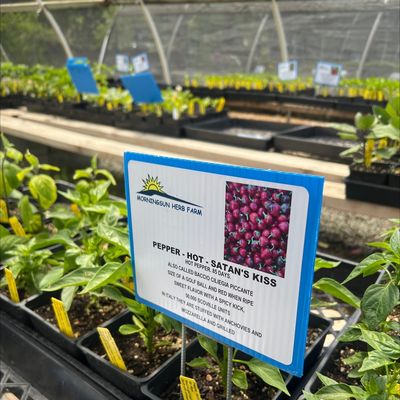 Morningsun Herb Farm by null