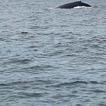 Cabo Adventures - Whale up close! - Boat Tours Near Me - Cabo San Lucas, BCS Cabo Adventures - Whale up close! - Boat Tours Near Me - Cabo San Lucas, BCS
