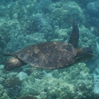 Two Step - Honu - Beaches Near Me Two Step - Honu - Beaches Near Me