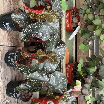 Elwood Nursery - Crackling Rosie Begonia. - Nurseries & Gardening Near Me - Rllng Hls Est, California