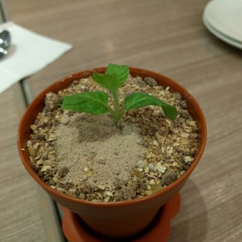 Sense Dessert Cafe - Tiramisu. :) - Desserts Near Me - Hong Kong, HK