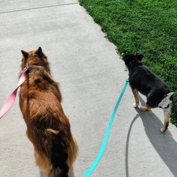 Ashley's Pawsitive Pet Sitting - Nymeria (left), and Lizzie. - Pet Sitting Near Me - Boise City, Idaho Ashley's Pawsitive Pet Sitting - Nymeria (left), and Lizzie. - Pet Sitting Near Me - Boise City, Idaho