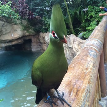 Discovery Cove - Friendly tropical birds in the aviary - Amusement Parks Near Me - Orlando, Florida Discovery Cove - Friendly tropical birds in the aviary - Amusement Parks Near Me - Orlando, Florida