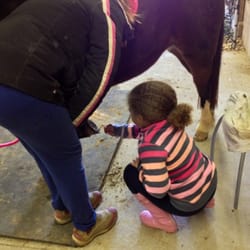 Brentsville Stables - Learning to pick hooves!