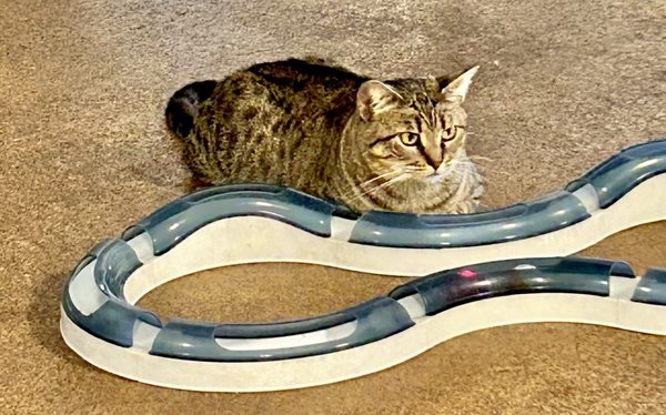 The Cat Cafe by null