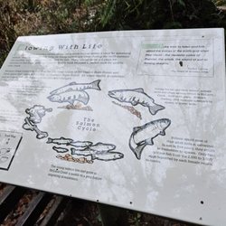 McLane Creek Nature Trail - Salmon life cycle