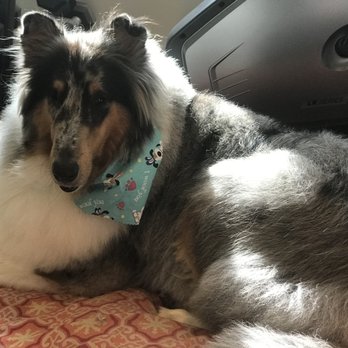 California Grooming - Clean collie! - Pet Groomers Near Me - Culver City, California