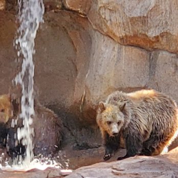 Bearizona - Zoos Near Me - Williams, Arizona