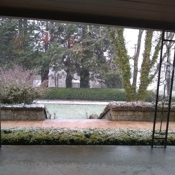 Artistic Arborist - Before - Tree Services Near Me - Springfield, Oregon