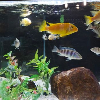 Tiki's Tropical Fish - Yellow labs and peacocks - Local Fish Stores Near Me - Bellflower, California Tiki's Tropical Fish - Yellow labs and peacocks - Local Fish Stores Near Me - Bellflower, California