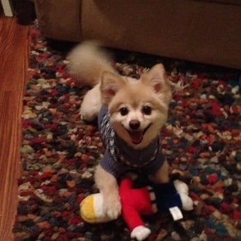 Smiley Pets - This is Jax - he is so happy lately after walking with Jesse! - Dog Walkers Near Me - New York, New York