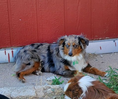 bocks mini aussies