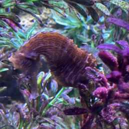 Sea horses