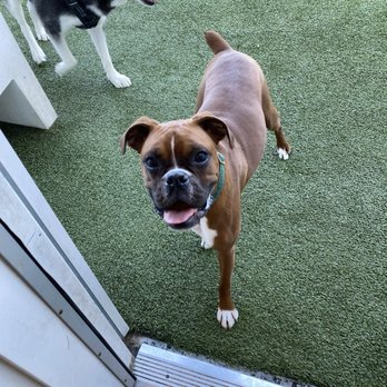 Pet Society - Pet Sitting Near Me - Dallas, Texas Pet Society - Pet Sitting Near Me - Dallas, Texas