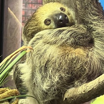 Vancouver Aquarium - Mandy the sloth - Aquariums Near Me - Vancouver, British Columbia Vancouver Aquarium - Mandy the sloth - Aquariums Near Me - Vancouver, British Columbia
