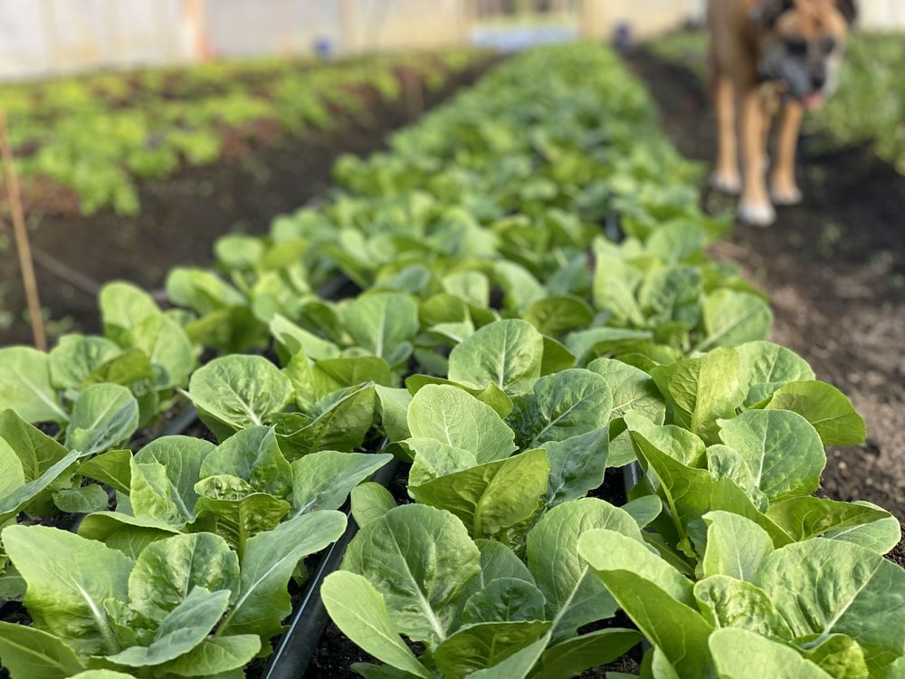 TERRA VITA FARM 2223 Chair Rd, Castle Hayne, North Carolina Farms