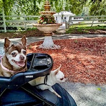 Lavish canine suites - Special Needs Pampering and Smiles - Pet Boarding Near Me - Bushnell, Florida Lavish canine suites - Special Needs Pampering and Smiles - Pet Boarding Near Me - Bushnell, Florida