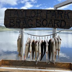 Taylor Park Marina - Great fishing!!!