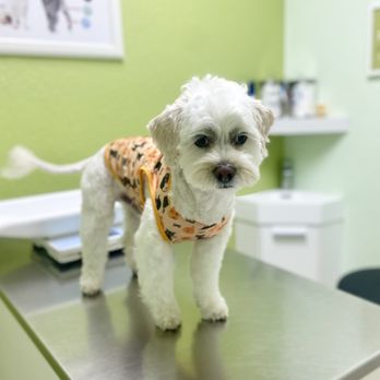 Miami Pet Clinic - Veterinarians Near Me - Miami, Florida Miami Pet Clinic - Veterinarians Near Me - Miami, Florida