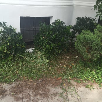 Saul Gonzalez Gardening services - Butchered this area and left it looking horrible and a mess. - Gardeners Near Me Saul Gonzalez Gardening services - Butchered this area and left it looking horrible and a mess. - Gardeners Near Me