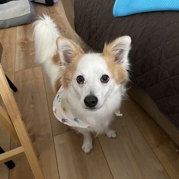 Songs Pet Grooming - Pet Groomers Near Me - Vista, California Songs Pet Grooming - Pet Groomers Near Me - Vista, California