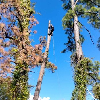 Gorilla Greg's Tree Service - a man cutting down a tree - Tree Services Near Me - Onalaska, Texas Gorilla Greg's Tree Service - a man cutting down a tree - Tree Services Near Me - Onalaska, Texas