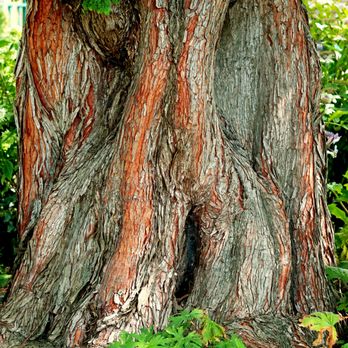 Triple J Photography - One of my favorite tree photos. Available to purchase framed on my website. - Pet Photography Near Me Triple J Photography - One of my favorite tree photos. Available to purchase framed on my website. - Pet Photography Near Me