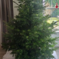 Moose Apple Christmas Tree Farm - Our concolor tree