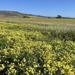 Cowell Ranch Beach - Amazing wild flowers at cowell ranch beach. Taken on March 16, 2024