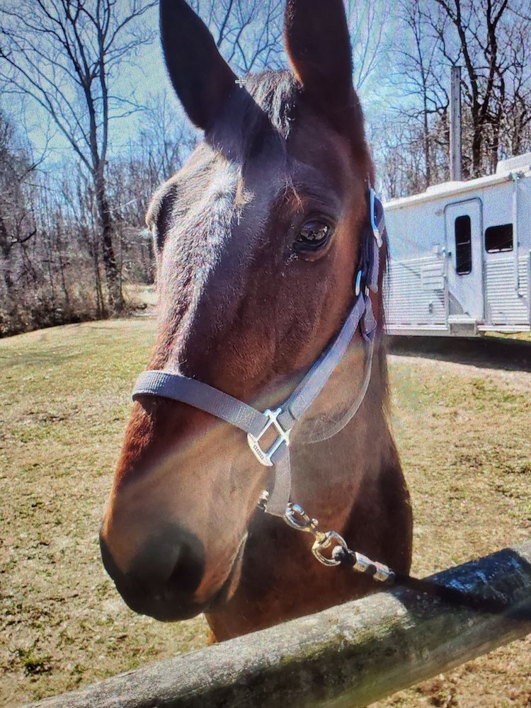 Saved By Grace Ranch - equestrian in Dayton, OH