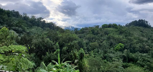 Sandra Farms Coffee by null