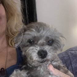 Etobicoke Veterinary Hospital - 17 Year Old Benji HF an infected eye Ulcer but they told me he had brain cancer and charged me 800$ in tests before they gave him antibiotic