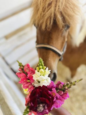 The Pumpkin Patch on Sauvie Island, Portland's original by null