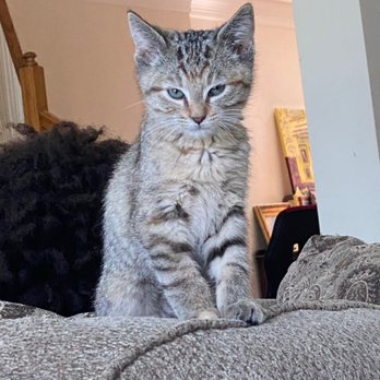 Tulsa SPCA - Beaulah thinks she is the queen of her new castle - Animal Shelters Near Me - Tulsa, Oklahoma Tulsa SPCA - Beaulah thinks she is the queen of her new castle - Animal Shelters Near Me - Tulsa, Oklahoma