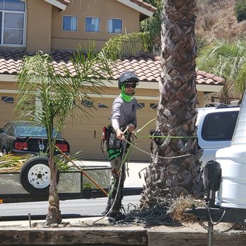 Shoreline Tree Services - Kevin and all his gear. - Tree Services Near Me Shoreline Tree Services - Kevin and all his gear. - Tree Services Near Me