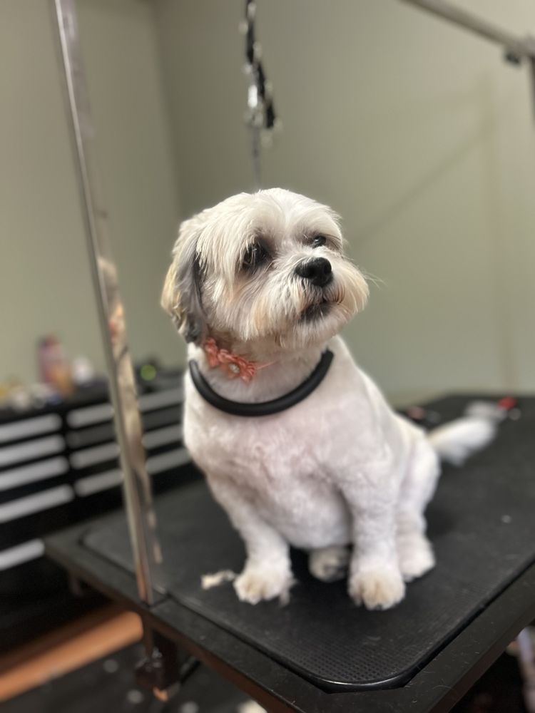 TOP KNOTCH TRAVELING PET GROOMING Updated September 2024 18 Photos