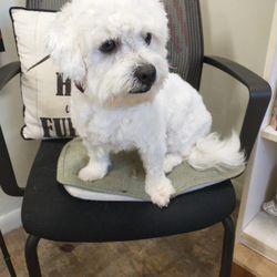 Furkids Pet Grooming